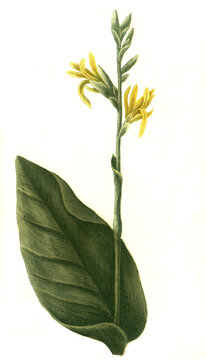 Indisches Blumenrohr, Canna indica, auch Essbare Canna, Achira oder Kapacho, Australische Pfeilwurz  /  Canna indica, commonly known as Indian shot, African arrowroot