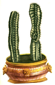 Cereus quadrangularis, quinque angula, eine Pflanzengattung in der Familie der Kakteengew&auml;chse