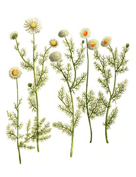 verschiedene Kamillesorten, Matricaria chamomilla