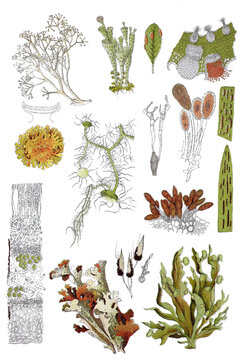 Islaendische Flechte, Cetraria inlandica, Eschen-Astflechte, Ramalina fraxinea, Wandflechte, Xanthoria parietina, Bartflechte, Usnea barbata, Renntierflechte, Cladonia rangiferina