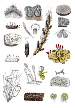 Roter Warzenpilz, Vielfingrige Schildflechte, Peltigera polydactyla (Mitte rechts), Mutterkornpilz, Claviceps pupurea (Mitte bis links oben),