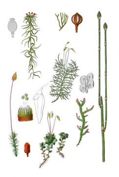 Spitzblaettriges Torfmoos, Gemeines Widertonmoos,  Sternmoos, Polierschachtelhalm, Winter-Schachtelhalm, Gemeine Kurzbuechsenmoos, Brachythecium rutabulum