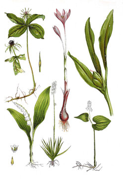 Einbeere, Paris quadrifolia (links oben),  Herbstzeitlose, Colchicum autumnale, Maigloeckchen, Convallaria majalis (links unten), Gewoehnliche Simsenlilie,wei&szlig;blaettrige Schattenblume