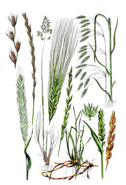 Taumel-Lolch auch Rauschgras, Roggen, Wiesen-Rispengras, Gerste,  Kriech-Quecke auch Gemeine Quecke, unbegrannter Weizen, Roggen-Trespe