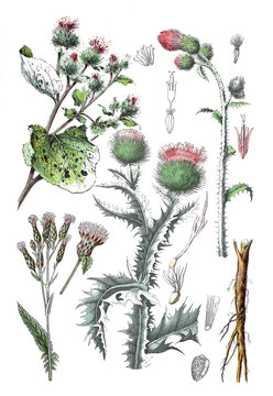 Grosse Klette, Faerber-Scharte, Eselsdistel, Krause Ringdistel oder Krause Distel, Carduus crispus (rechts oben)