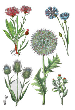 Wiesen-Flockenblume, Kornblume,  Wilde Karde, Druesenblaettrige Kugeldistel, Faerberdistel auch Saflor, 