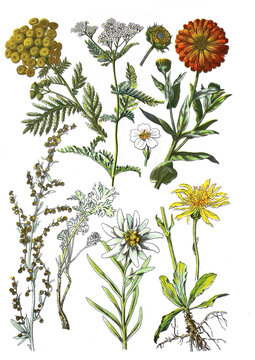 Rainfarn, Tanacetum vulgare, Schafgarbe, Achillea millefolium, Ringelblume, Calendula officinalis,  Wermut, Artemisia absinthium, Alpen-Edelweiss, Leontopodium nivale (Mitte), Arnica montana