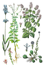 Echter Lavendel, Lavandula angustifolia, officinalis, Lavandula vera,  Echtes Eisenkraut, Verbena officinalis (2. von links),  Bachminze, Mentha aquatica), Gemeine Kugelblume, Globularia vulgaris © Bildagentur-o
