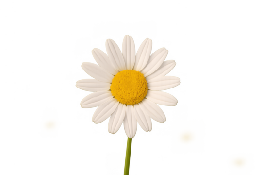 Daisy flower head with white petals and yellow center, growing on a stem, isolated on a transparent background