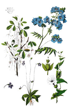 Quendel-Seide, Cuscuta epithymum, Jakobsleiter, Polemonium caeruleum, Gew&ouml;hnliches Fettkraut, Pinguicula vulgaris (unten mitte), Echte Zaunwinde, Calystegia sepium (links unten)
