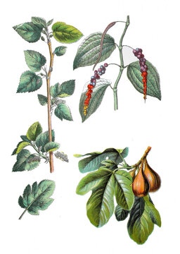  Wei&szlig;e Maulbeere, Morus alba (links), Pfefferstrauch, Echter Pfeffer, Schwarzer Pfeffer oder kurz Pfeffer, Piper nigrum (oben rechts),  Echte Feige, Ficus carica (rechts unten)