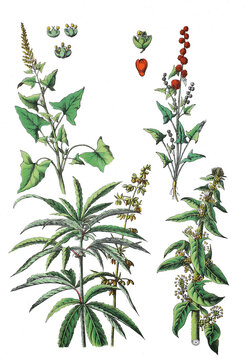 Guter Heinrich, Blitum bonus-henricus.,  Chenopodium (oben links), Aehrige Erdbeerspinat, Blitum capitatum, Syn. Chenopodium (oben rechts), Hanf, Cannabis sativa, Echter Spinat, Spinacia oleracea
