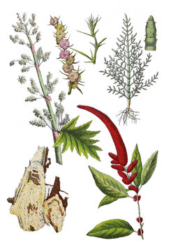 Handlappiger Rhabarber, Rheum palmatum, Rosenartiges Salzkraut, Salsola rosacea, Krautige Glasschmalz, Glaskraut, Salicornia herbacea Lunn.,  Garten-Fuchsschwanz, Amaranthus caudatus (unten rechts)