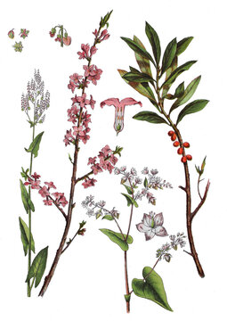 Sauerampfer, Rumex acetosa (links), Echter Seidelbast,  Daphne mezereum (2. von links und rechts), Echter Buchweizen, Fagopyrum esculentum (2. von rechts),