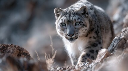 Obraz premium Majestic snow leopard cautiously walking through rocky mountain terrain