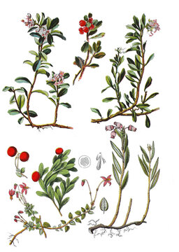Preiselbeere, Vaccinium vitis-idaea (oben links), Echte Barentraube, Arctostaphylos uva-ursi (oben rechts und mitte), Gewoehnliche Moosbeere, Vaccinium oxycoccos,  Rosmarinheide, Andromeda polifolia