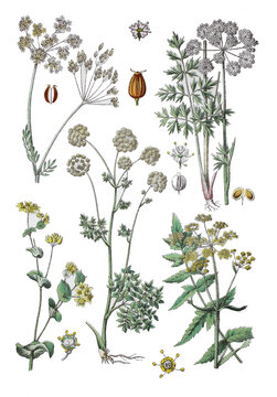 Kuemmel, Carum carvi (oben links), Kuemmelblaettrige Silge, Selinum carvifolia, Rundblaettrige Hasenohr, Bupleurum rotundifolium,  Arznei-Engelwurz, Angelica archangelica, Pastinak, Pastinaca sativa