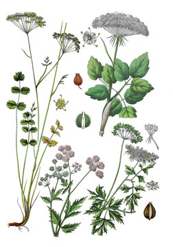 Kleine Bibernelle, Pimpinella saxifraga (links),  Borstendolden oder Klettenkerbel, Torilis (unten mitte),  Breitblaettrige Laserkraut, Laserpitium latifolium, Hundspetersilie, Aethusa cynapium