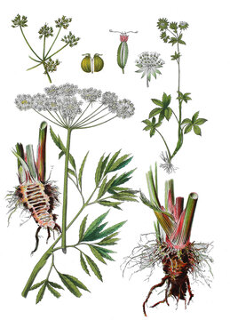  Wasserschierling, Gift-Wasserschierling oder  Wueterich, Cicuta virosa (links und unten rechts),  Grosse Sterndolde, Astrantia major (oben rechts)