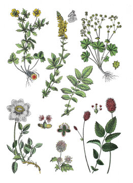Blutwurz, Potentilla erecta,  Odermennig, Agrimonia eupatoria, Gemeiner Frauenmantel, Alchemilla vulgaris, Alchemilla acutangula, Wei&szlig;e Silberwurz, Dryas octopetala, Pimpinelle, Sanguisorba minor