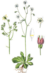 Der Stern-Steinbrech Saxifraga stellaris, auch Sternbluetiger Steinbrech genannt
