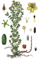 Hypericum perforatum, Echtes Johanniskraut, auch Echt-Johanniskraut, Gewoehnliches Johanniskraut, Durchloechertes Johanniskraut, Tuepfel-Johanniskraut oder Tuepfel-Hartheu