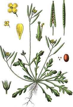 Diplotaxis viminea, Doppelsame