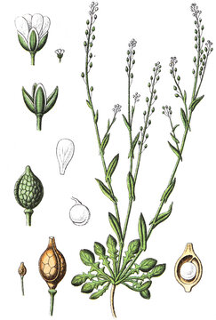 Calepina irregularis, Wendich