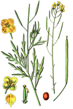 Diplotaxis tenuifolia, Schmalblaettrige Doppelsame, auch Wilde Rauke oder Stinkrauke