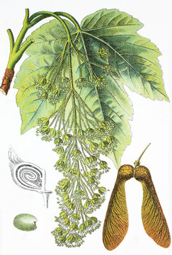 Bergahorn Acer pseudoplatanus