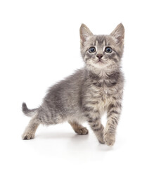 One small cat is walking.