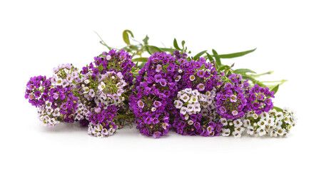 Purple and white alyssum flowers.
