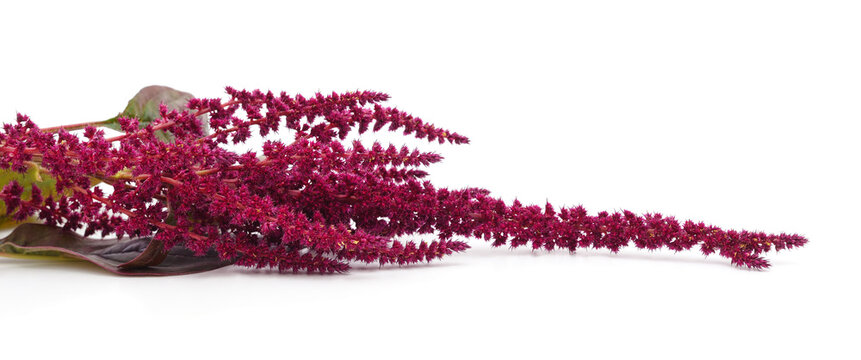 Amaranth with red flowers isolated on a white background.