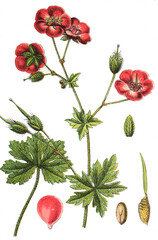 Brauner Storchschnabel Geranium phaeum