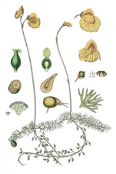 Mittlerer Wasserschlauch, Utricularia intermedia