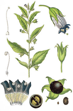 Schwarze Tollkirsche Atropa belladonna