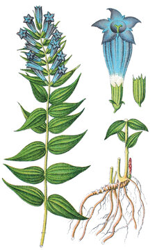 Schwalbenwurz-Enzian Gentiana asclepiade