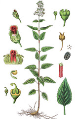 Die Knotige Braunwurz oder Knoten-Braunwurz Scrophularia nodosa