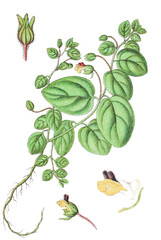 Das Eiblaettrige Taennelkraut Kickxia spuria, auch Unechtes Taennelkraut