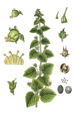 Die Fruehlings-Braunwurz Scrophularia vernalis 