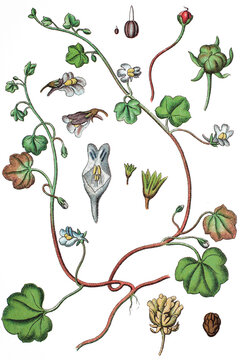 Das Zimbelkraut, auch Zymbelkraut oder Mauer-Zimbelkraut, Cymbalaria muralis, Syn.: Linaria cymbalaria