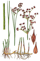 Juncus acutiflorus