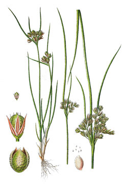 Zarte Binse Juncus tenuis