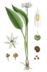 Baerlauch Allium ursinum