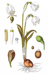 Fruehlings-Knotenblume Leucojum vernum, auch Maerzenbecher, Maerzbecher, Maerzgloeckchen oder Grosses Schneegloeckchen