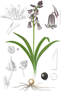 Atlantische Hasengloeckchen Hyacinthoides non-scripta, auch Englisches Hasengloeckchen