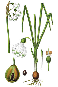 Sommer-Knotenblume Leucojum aestivum, auch Spaetbluehende Knotenblume