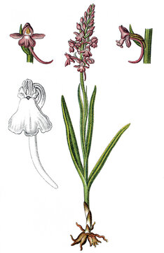 Die Muecken-Haendelwurz Gymnadenia conopsea, auch Langsporn-Haendelwurz, Fliegen-Haendelwurz oder Grosse Haendelwurz genannt