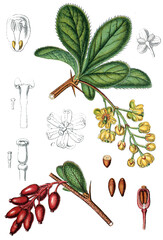 Berberitze, Berberis vulgaris