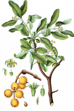 Eichenmistel, Loranthus europaeus